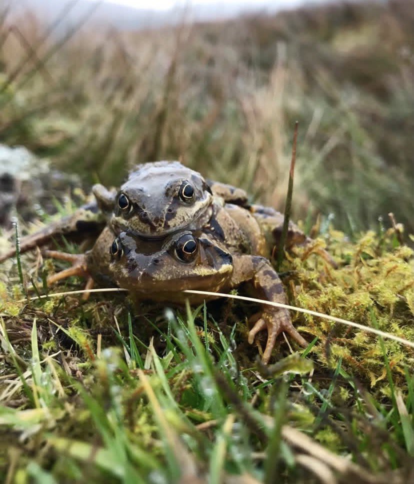 GreengageFilms's tweet photo. Welcome to #spring 2026 in the #uplands of #snowdonia #biodiversity #ecosystems #wildlifewatching #wildlifefilmmaker #wheatear #migration #wilderness @Snowdonia_Soc https://t.co/RLgHNkgJgN