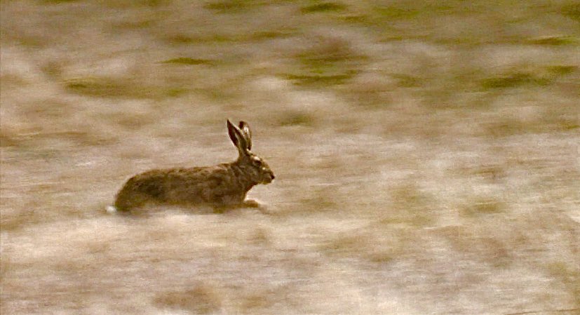 GreengageFilms's tweet photo. Welcome to #spring 2026 in the #uplands of #snowdonia #biodiversity #ecosystems #wildlifewatching #wildlifefilmmaker #wheatear #migration #wilderness @Snowdonia_Soc https://t.co/RLgHNkgJgN