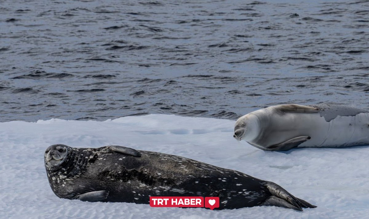 TRT HABER tweet media