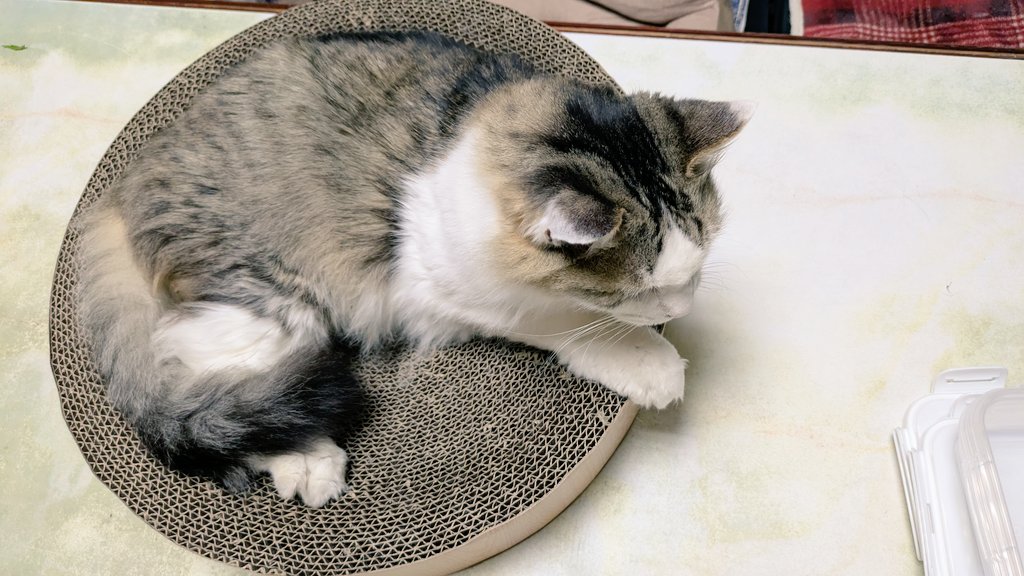 2610Am's tweet photo. 寒すぎて　ちょっとお疲れ気味の
猫さんたち　#猫のいる暮らし https://t.co/noAP1PvRfJ