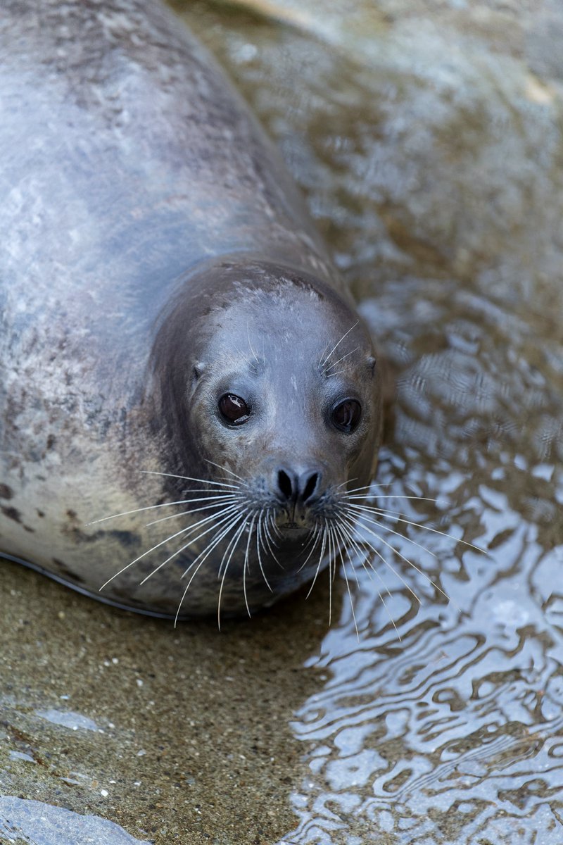 カブト

#ゴマフアザラシ
#下田海中水族館