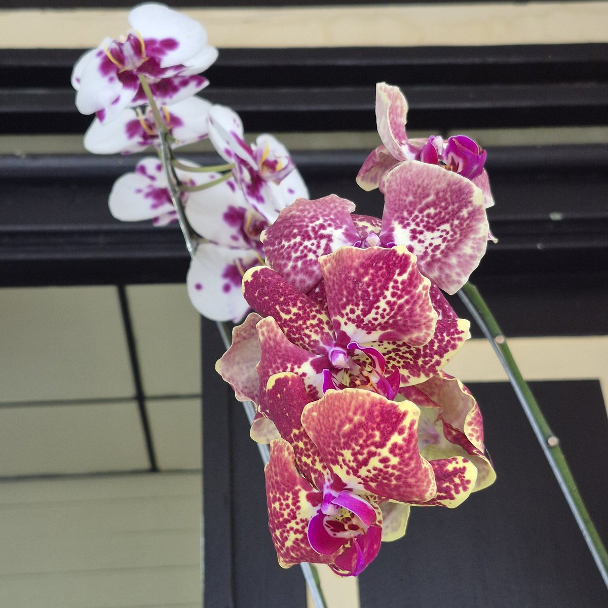 framitaTriputri's tweet photo. Im so grateful for the beautiful orchids blooming on my terrace. They have given me so much affection. https://t.co/AIlb1h4Ijv