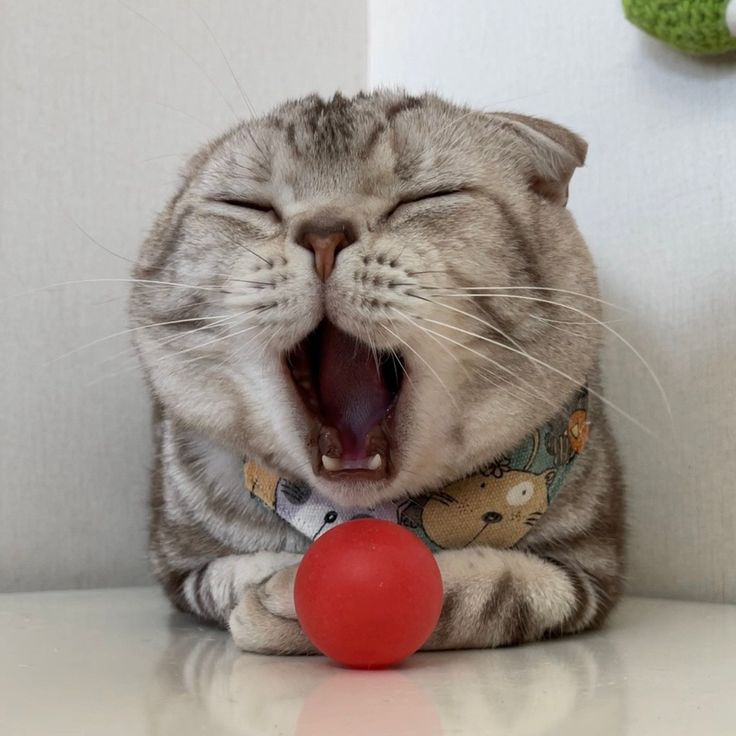 Cats all the way (@nekocatts) on Twitter photo 