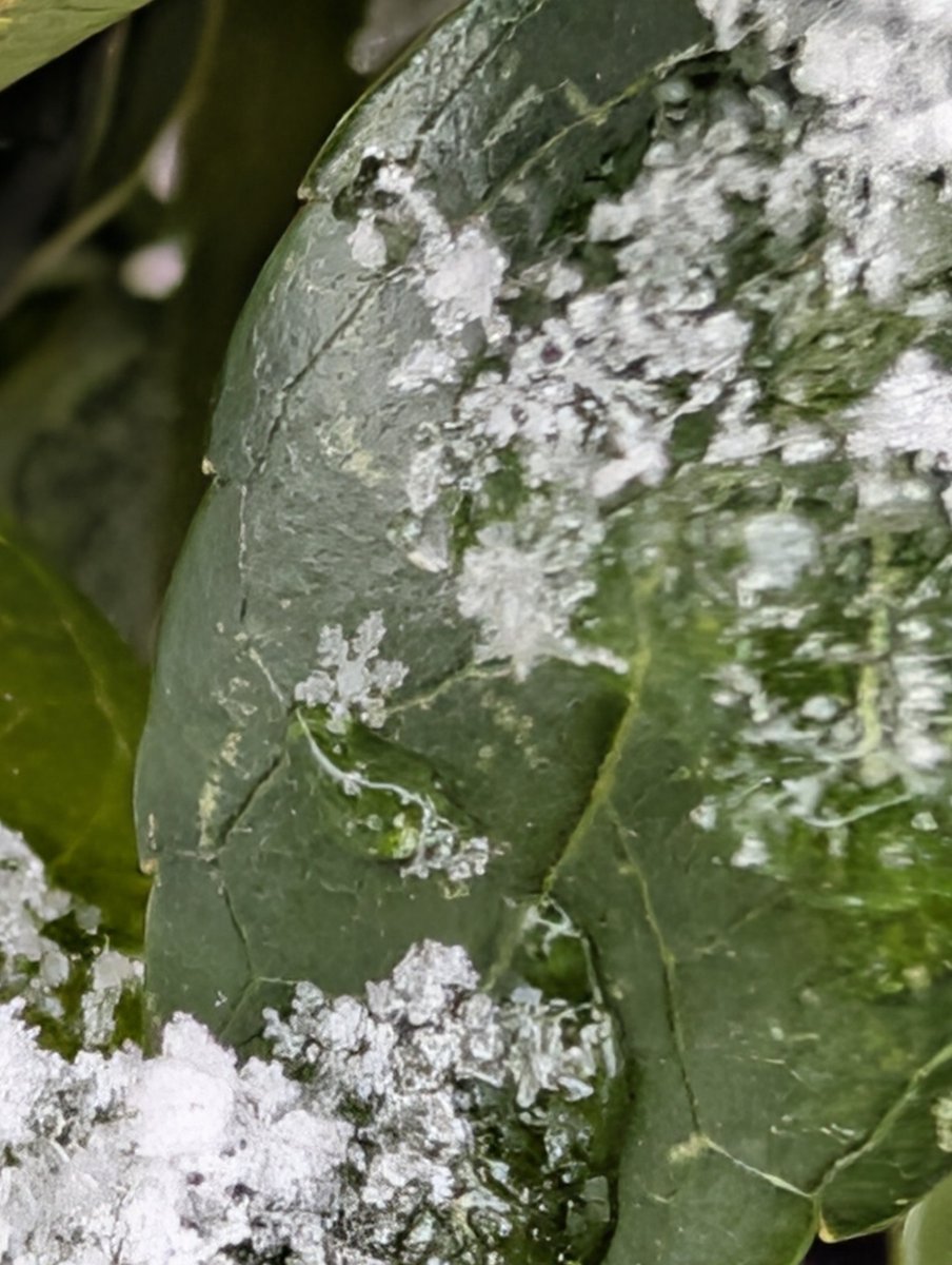 雨韻（ういん） tweet media