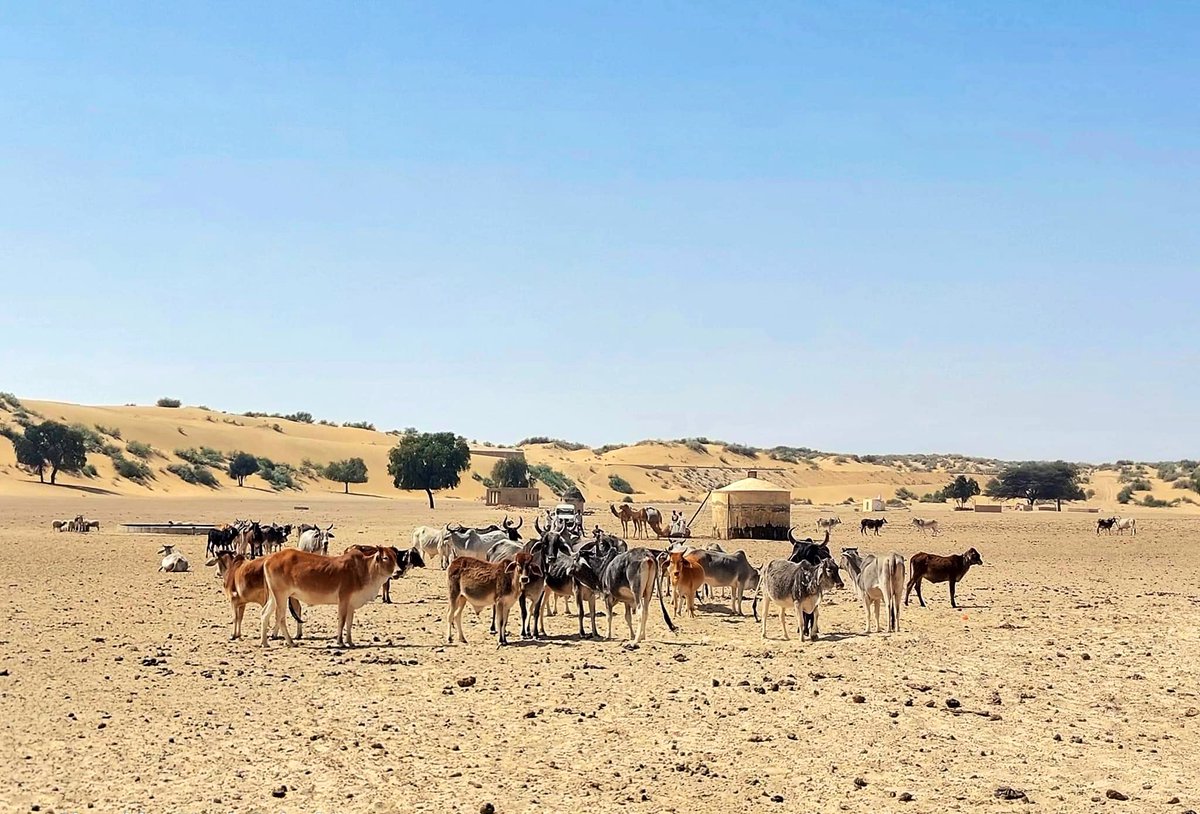 Dharmveer singh sankara tweet media