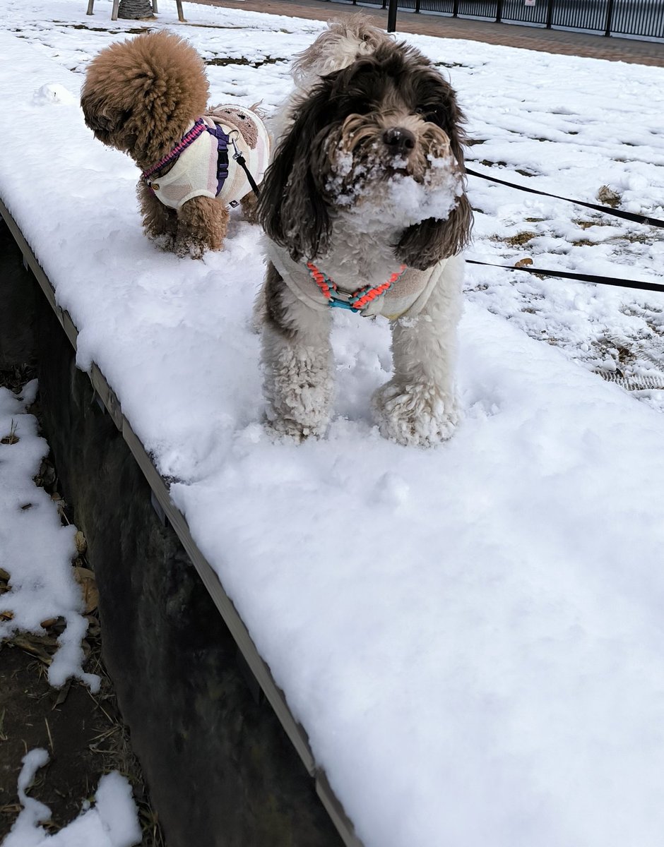 the_cavapoo's tweet photo. 雪って冷たいね…❄ https://t.co/UXWOacOiHX