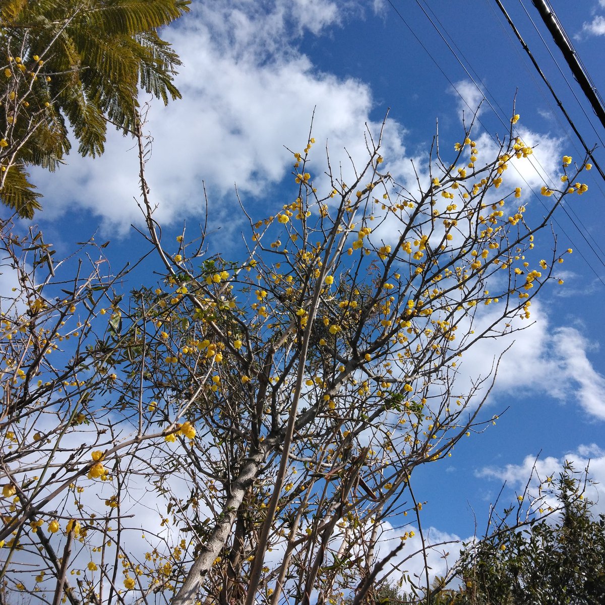 hebichan66's tweet photo. 🐍ろうばいの花が咲いてたよ　いい香りがしたよ🎵きれいだなぁ～😀 https://t.co/Edd3aGL4kk