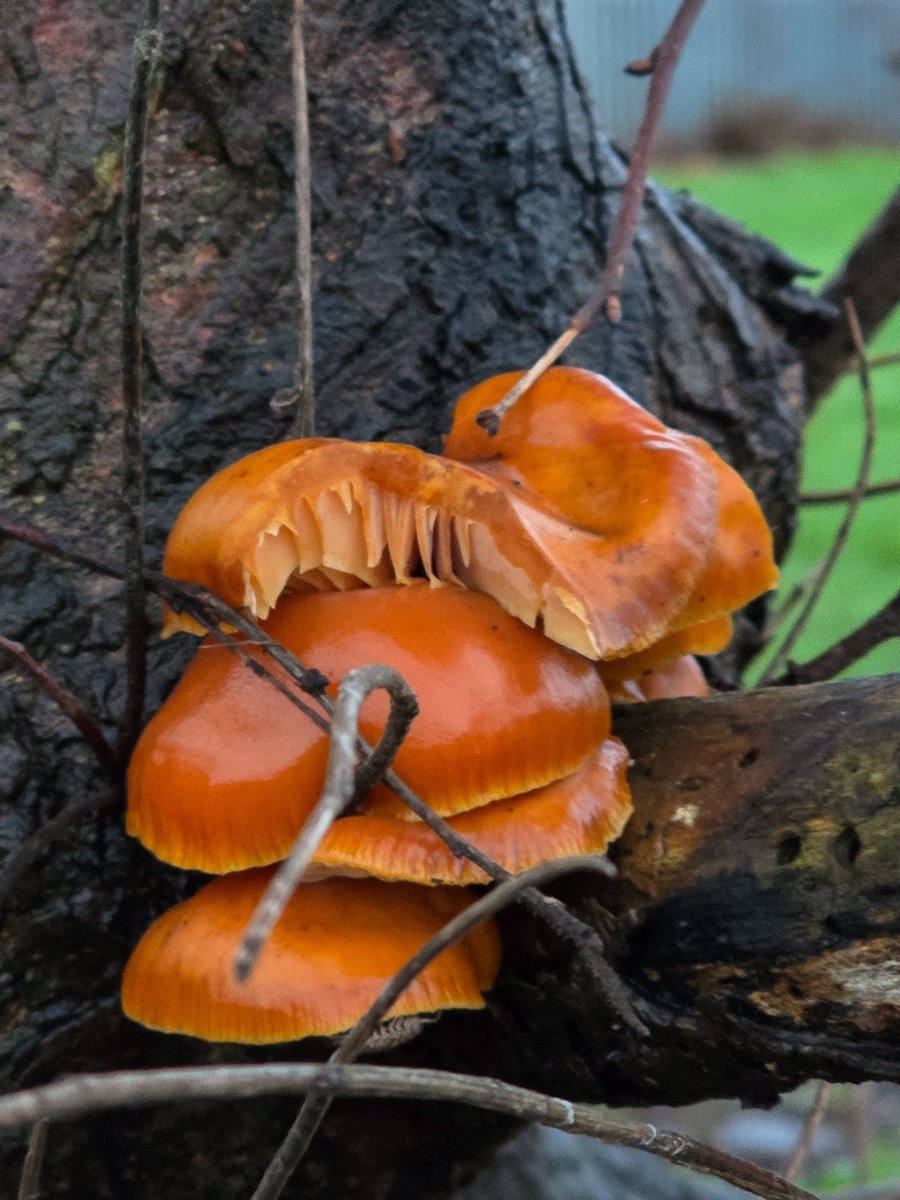 yorksoriginal's tweet photo. #funguswatch https://t.co/qMsC8h92Nh
