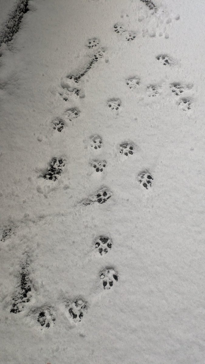 きなこ (@Kinako__0901) / Posts / X