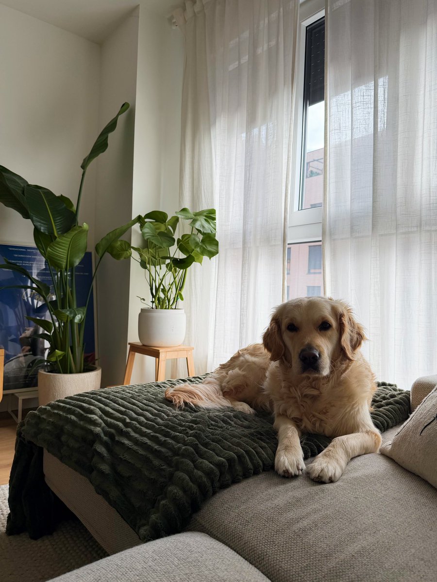 davidolivas's tweet image. casita últimamente 🧡