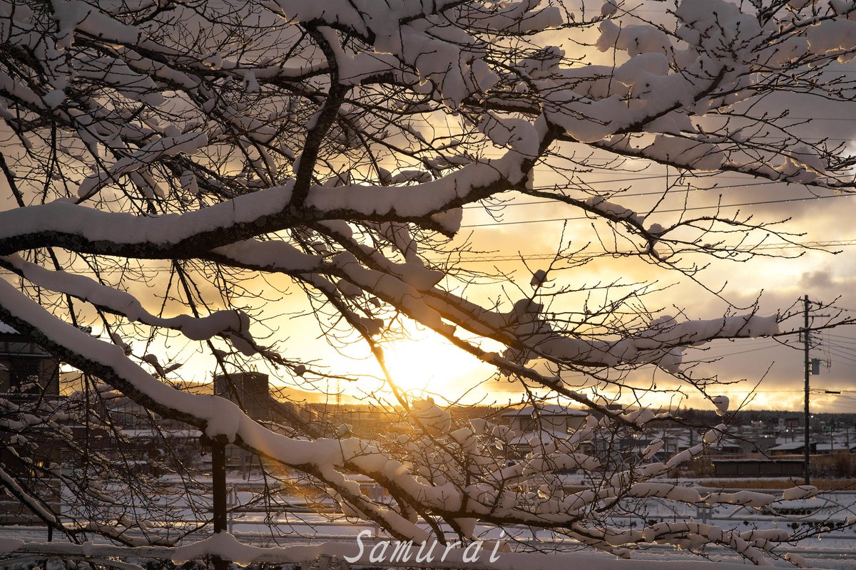 自宅前からの 夕焼けと桜の木に雪 明日の最低気温が 氷点下15℃予報