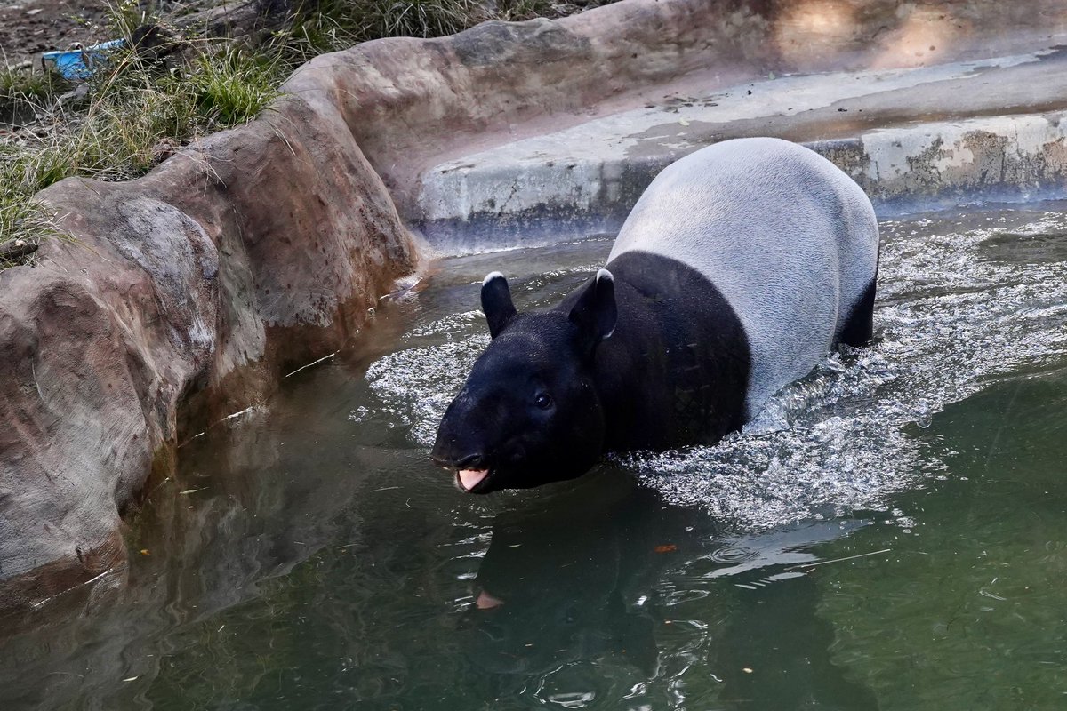寒さに負けないよ!!
📷´-2026.01.24

 #アルタイル
 #マレーバク
 #MalayanTapir
 #アジアの熱帯林
 #よこはま動物園ズーラシア
 #ズーラシア
 #ZOORASIA⁡