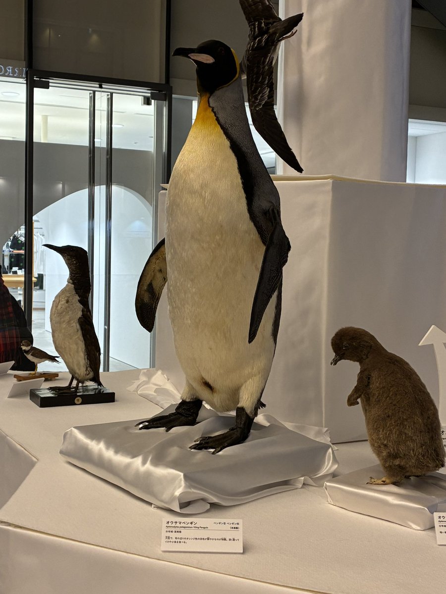 多くの人が通る場所に無料で置かれているのは意義がありそう。史上最大