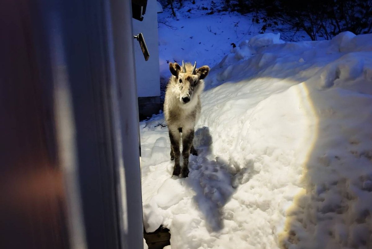 コンバンワ。。。