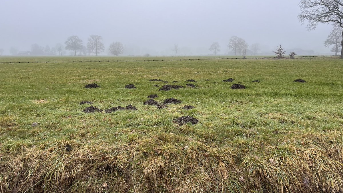 William Huizinga tweet media