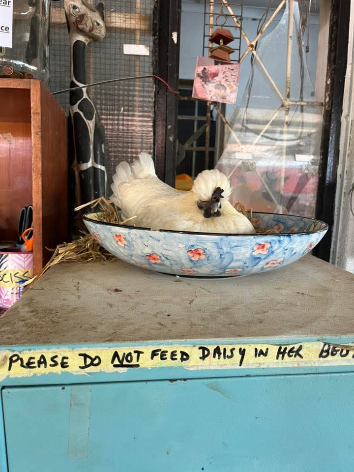 Brainy Birds SA tweet media