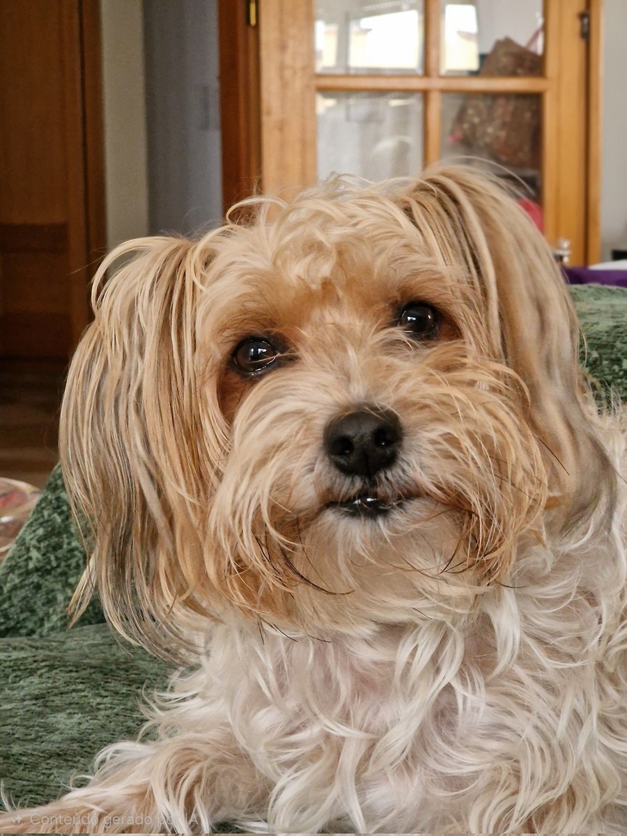 O Snackinho diz para irem votar.