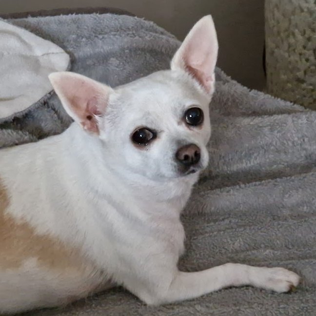 how it started (2016) vs. how it's going (2026)

It's my sweet baby girl's 10th (!!!) birthday already!! Happy birthday Teddy, I love you so much!!🐶🎉🎂💕