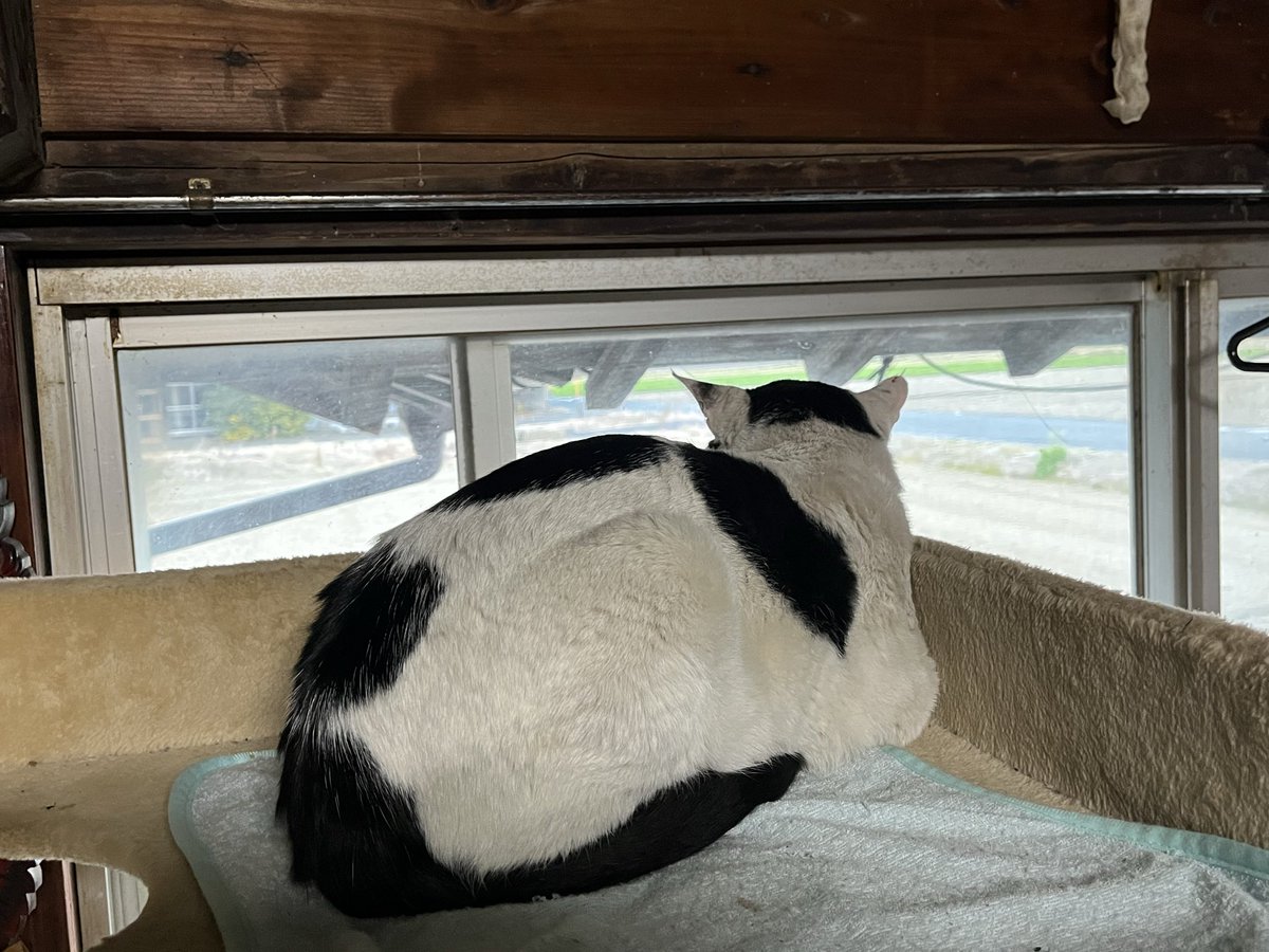 福ちゃん、ウンチがゆるくなって、今日はもう4回目💩
昨日の夕方から、抗生剤内服し始めたからなのかも…。
一旦中止した方がいいのかな。

↓昼間に外眺めて切なそうに鳴いてました😿