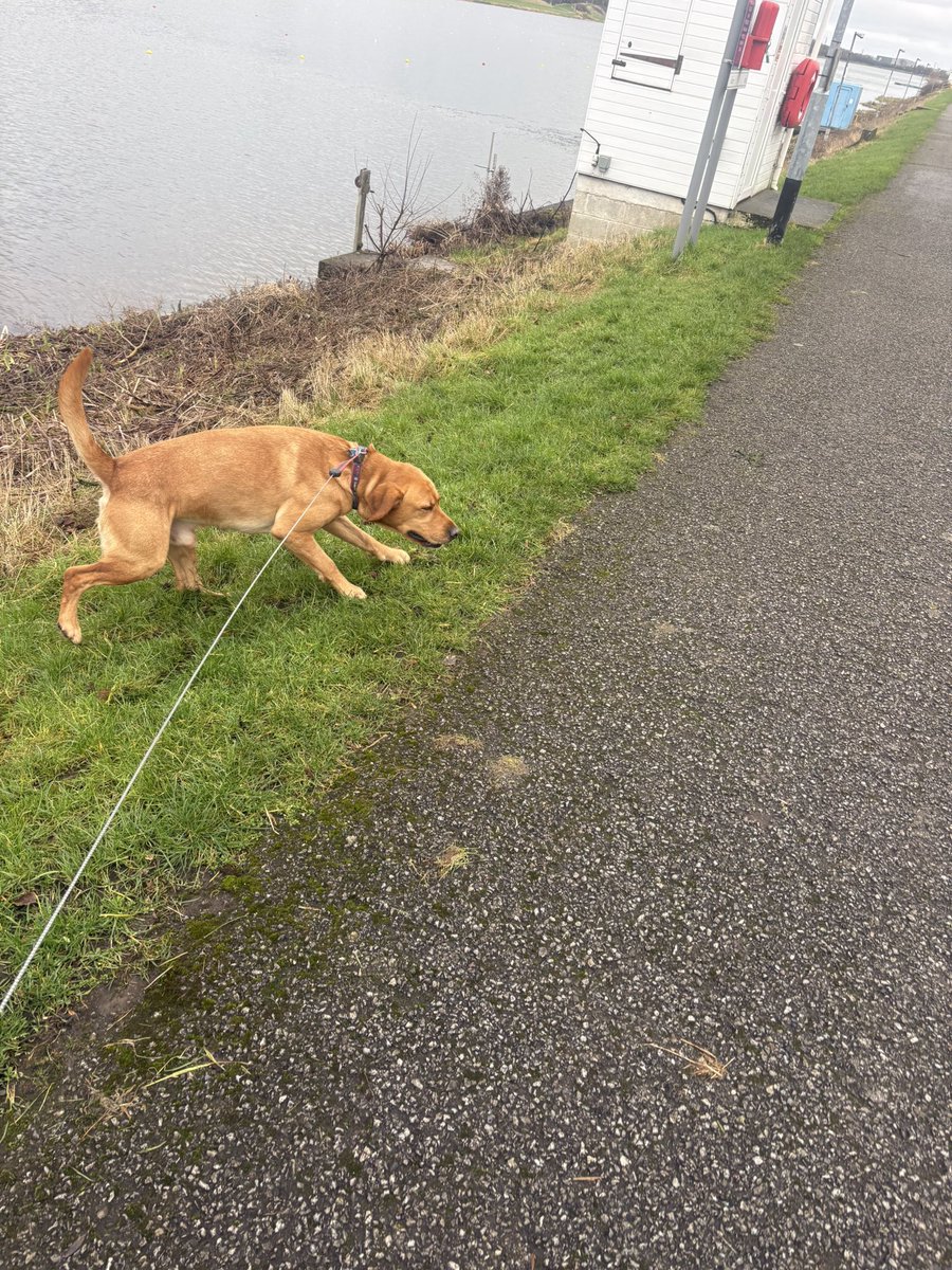 mickfox200's tweet photo. Sunday meander with his nibs โฆ
And yes .. there was sunshine.. briefly ..! ๐ฑ๐คฃ
#mysidekick.. #thegoldenone โฆ
๐งก๐พ๐งก๐พ https://t.co/WM6faYzPBr
