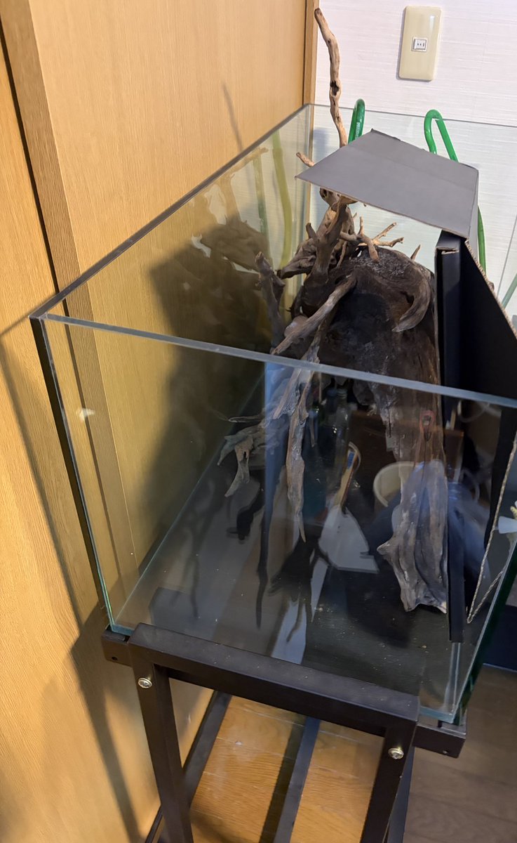 雪で90cm水槽の資材が届かなく進まない。ブラックウォーターにしてコリドラス沢山泳がせたい