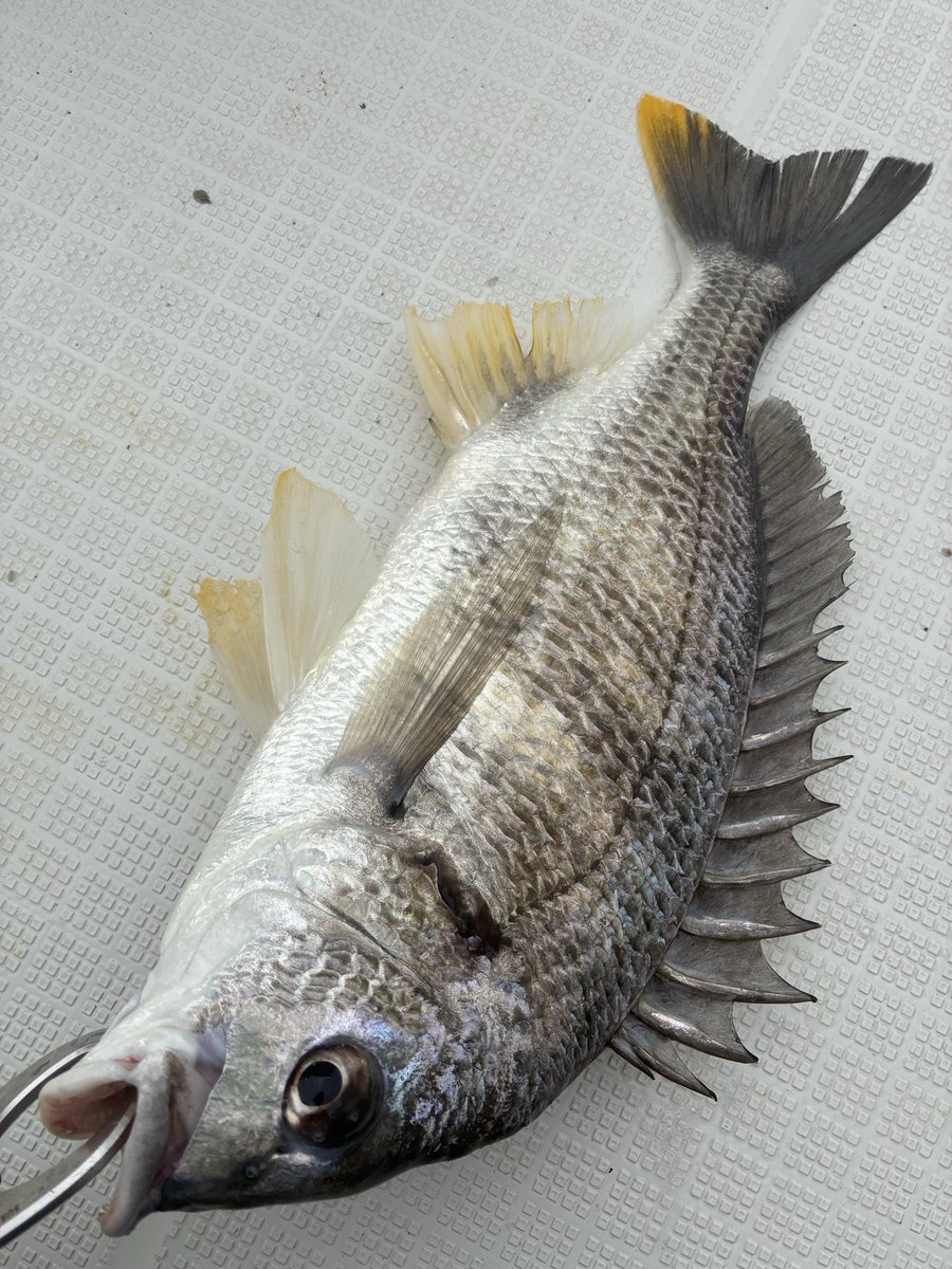 orange fishing boat🍊石﨑卓也 (@OrangeFishing) / Posts / X