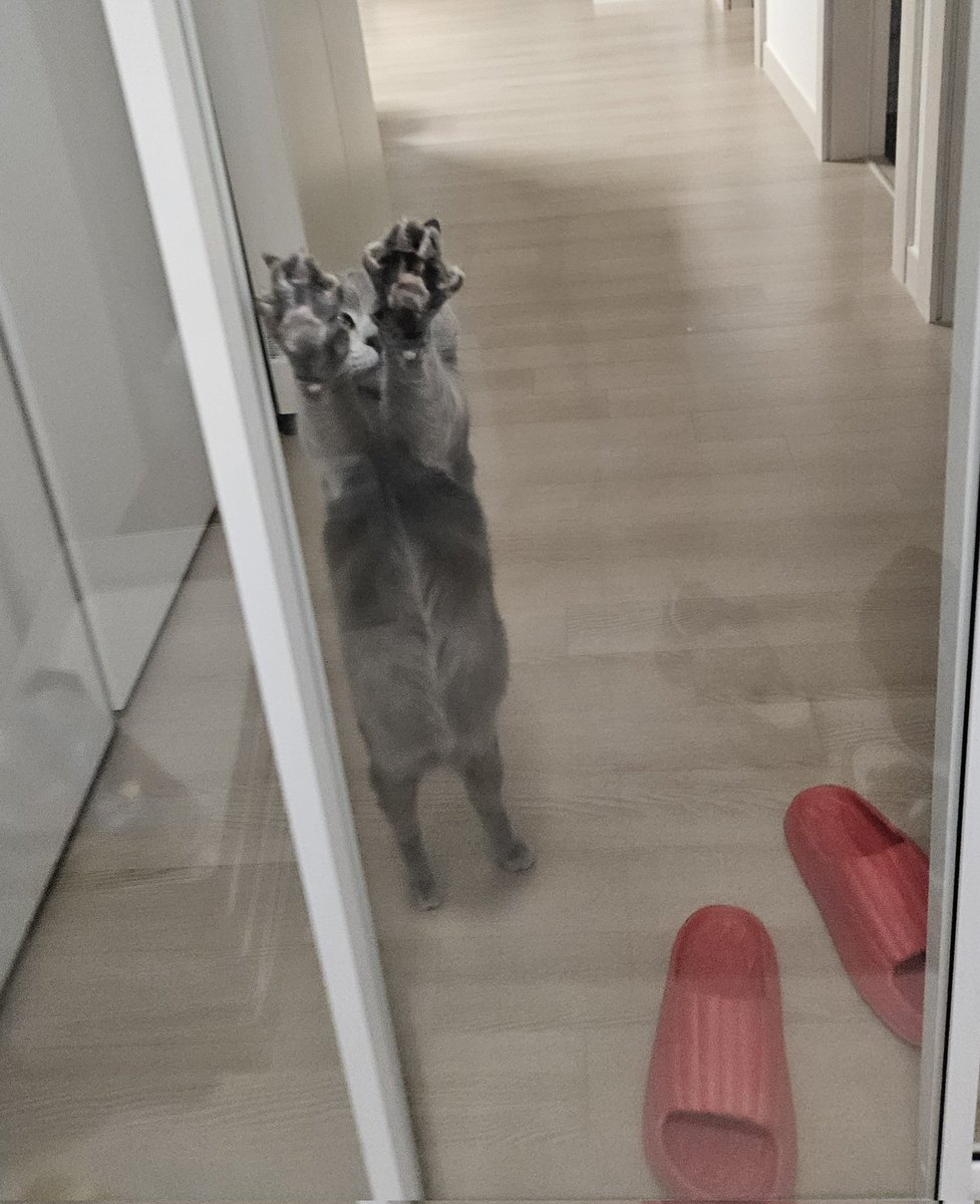 누나 돈 열씨미 벌게!
일 열씨미 할게!! 😭😭😭
매일매일 날 이렇게 반갑게 맞이해주는 존재가 어딨어😭😭