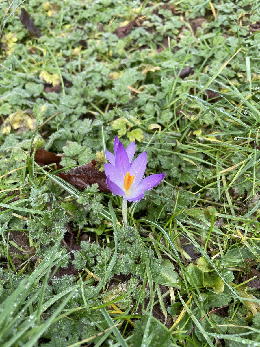 One little floof has survived the usual trampling or eating 😮