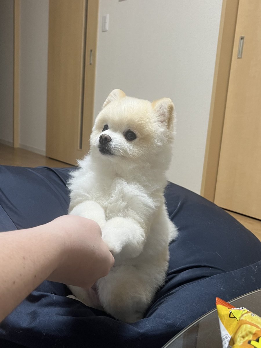 ぽんすけ大先生 (@yuyuyuyumee) / Posts / X