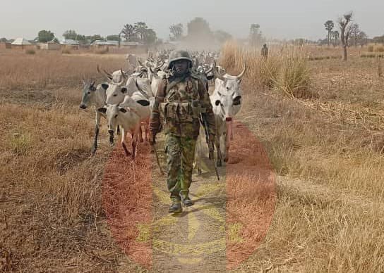 HQNigerianArmy's tweet image. PRESS RELEASE

TROOPS RECORD MAJOR SUCCESS, RECOVER RUSTLED LIVESTOCK IN KAFUR LGA OF KATSINA STATE 

Troops of Forward Operation Base (FOB) Malumfashi, under Headquarters 17 Brigade Nigerian Army, have recorded a major operational success following the recovery of 529 rustled…