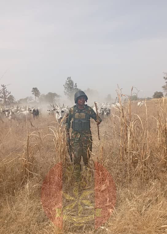 HQNigerianArmy's tweet image. PRESS RELEASE

TROOPS RECORD MAJOR SUCCESS, RECOVER RUSTLED LIVESTOCK IN KAFUR LGA OF KATSINA STATE 

Troops of Forward Operation Base (FOB) Malumfashi, under Headquarters 17 Brigade Nigerian Army, have recorded a major operational success following the recovery of 529 rustled…