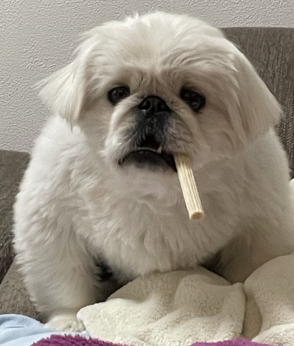 いつもと違う太さのガムを間違えて買ってきてしまい困惑し固まる犬