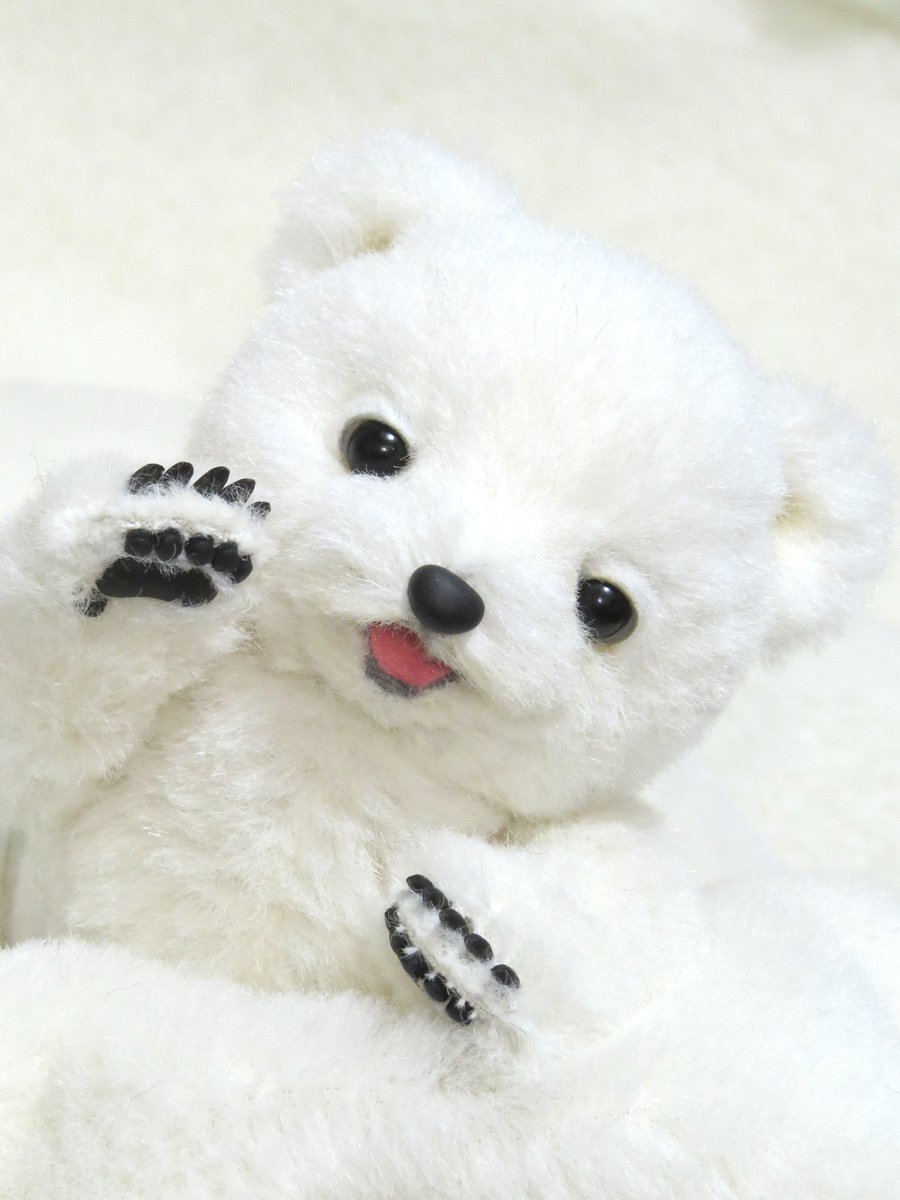 シロクマちゃん 🐻‍❄️ 〜表情が変わるテディベア〜 お家探し、始め