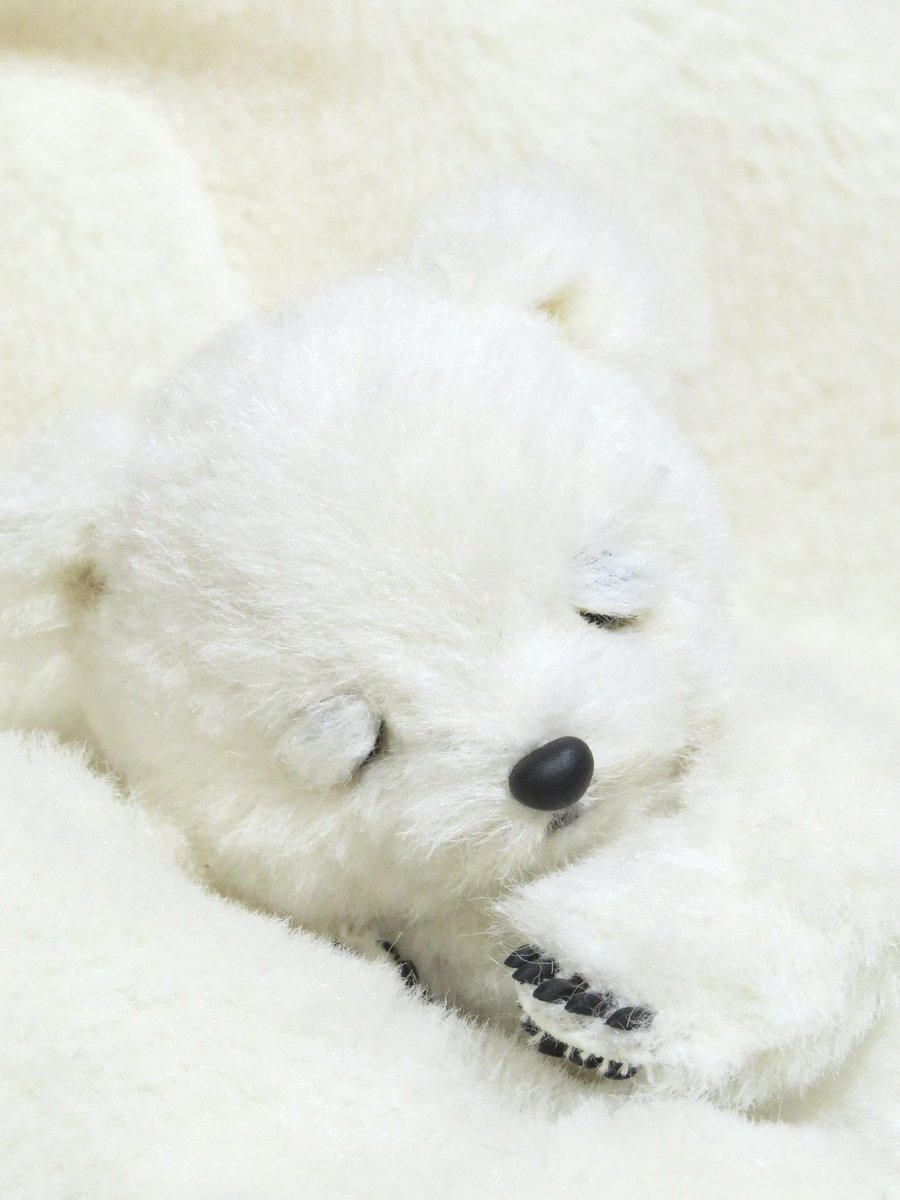 シロクマちゃん 🐻‍❄️ 〜表情が変わるテディベア〜 お家探し、始め