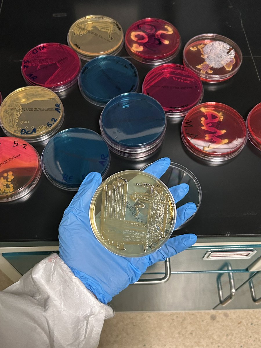 جدول فعاليات مزحوم جدًا قبل الميد