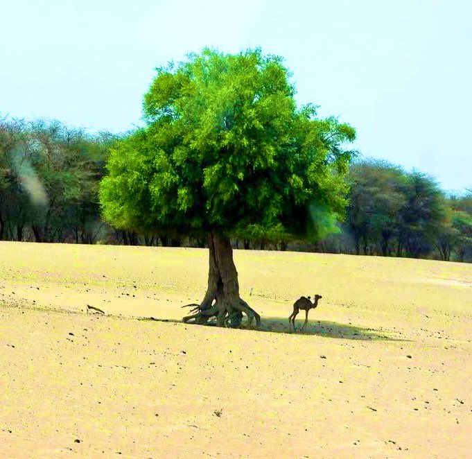 कँवराजसिंह राठौड़ tweet media