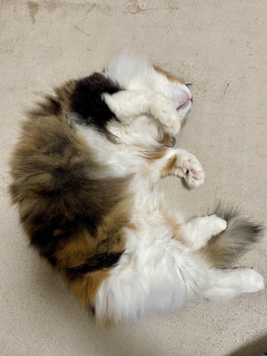 腹ペコ (@harapeko222) / Posts / X