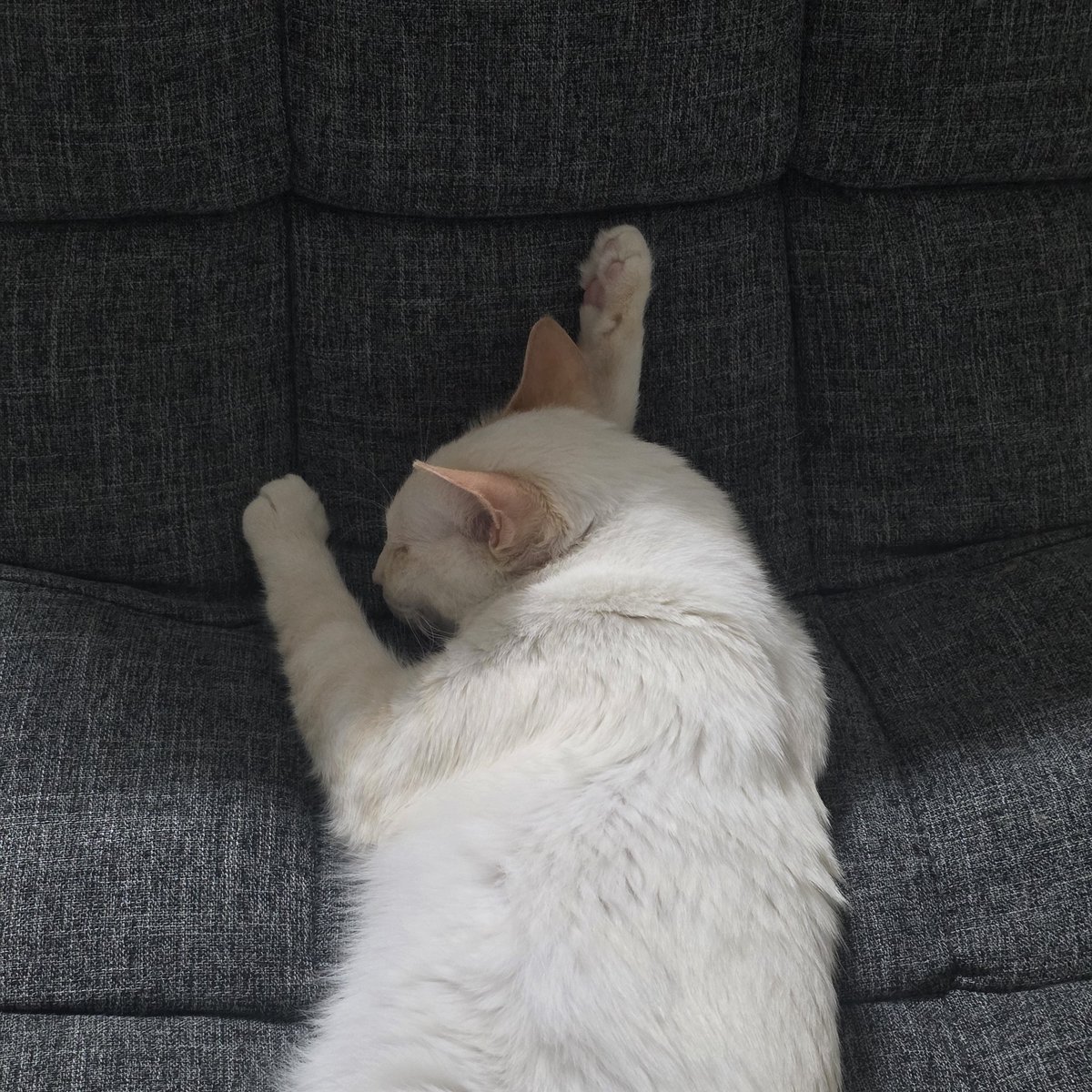 나랑 자는 자세가 너무 똑같아서 웃겨 ㅜㅜ