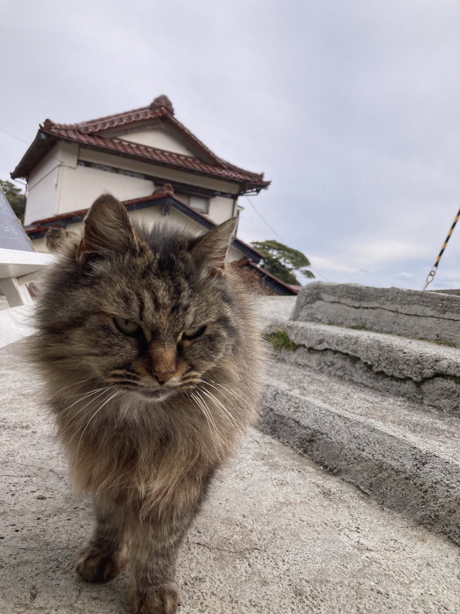 こちらもどうぞ😸 後から来てくれたホクちゃん🐱 サビモフ😺 ポンプ
