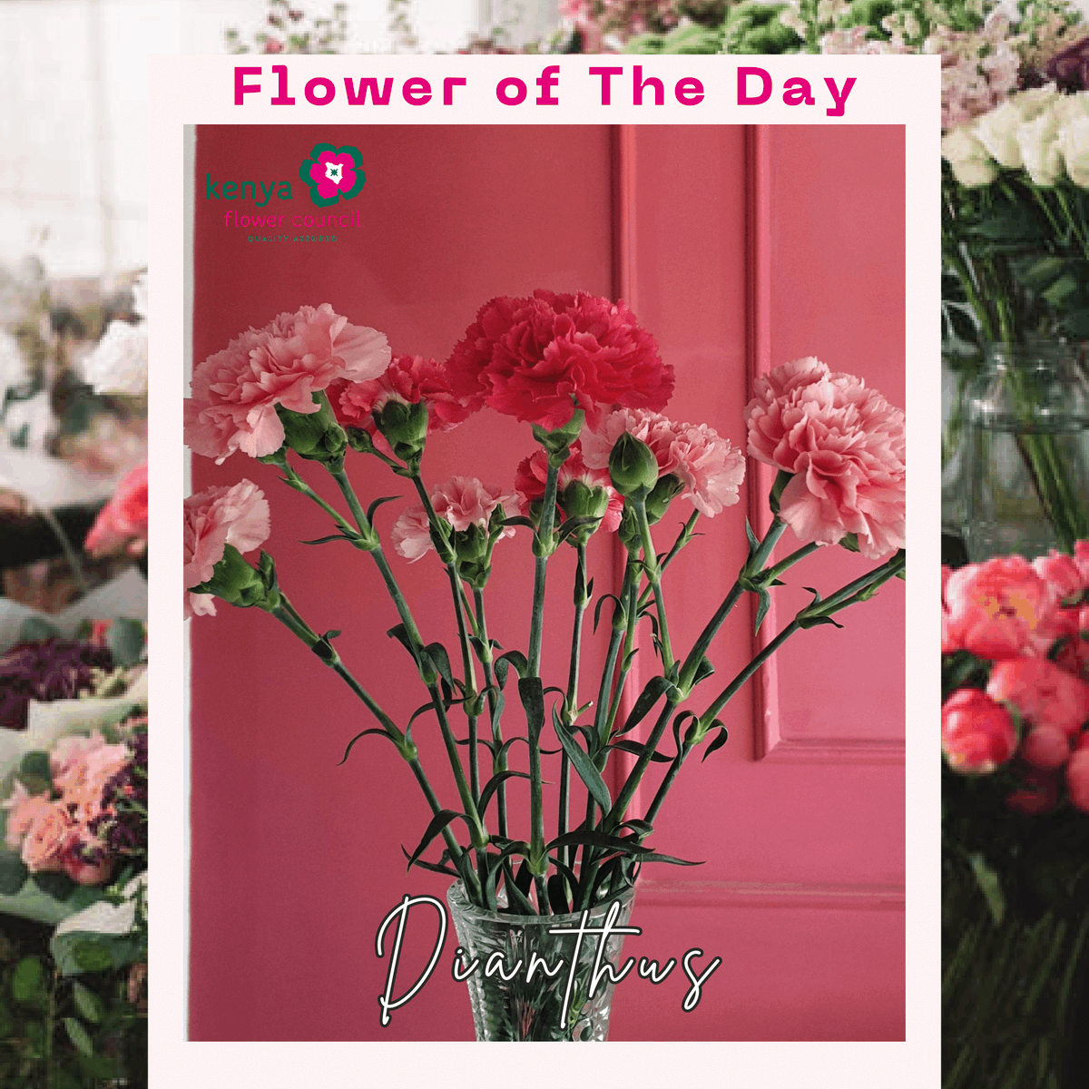 kenyaflower's tweet photo. Meet #Dianthus a spicy-scented, long-lasting, and rich in meaning, it symbolizes #love, 
#admiration &amp; 
#devotion. Native to Southern Europe and Asia, it loves sunny, rocky landscapes, making it feel at home in Kenya. 

#BeyondTheBouquet #SustainablyGrown #Valentines https://t.co/2KvNKF1MoA