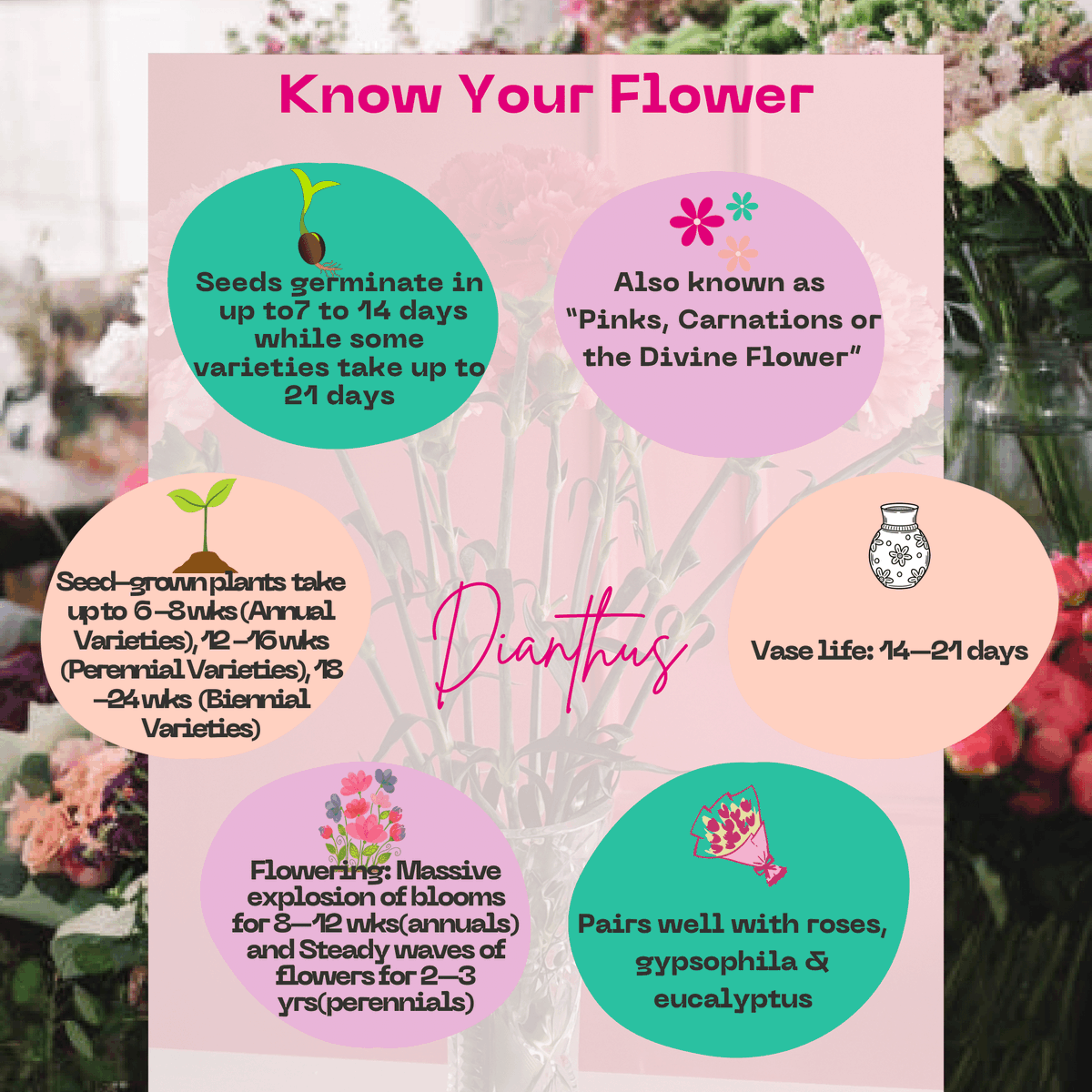 kenyaflower's tweet photo. Meet #Dianthus a spicy-scented, long-lasting, and rich in meaning, it symbolizes #love, 
#admiration &amp; 
#devotion. Native to Southern Europe and Asia, it loves sunny, rocky landscapes, making it feel at home in Kenya. 

#BeyondTheBouquet #SustainablyGrown #Valentines https://t.co/2KvNKF1MoA