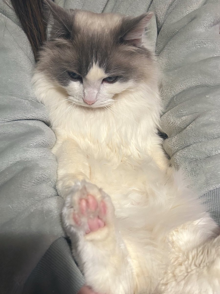 猫は外に出すな！！！