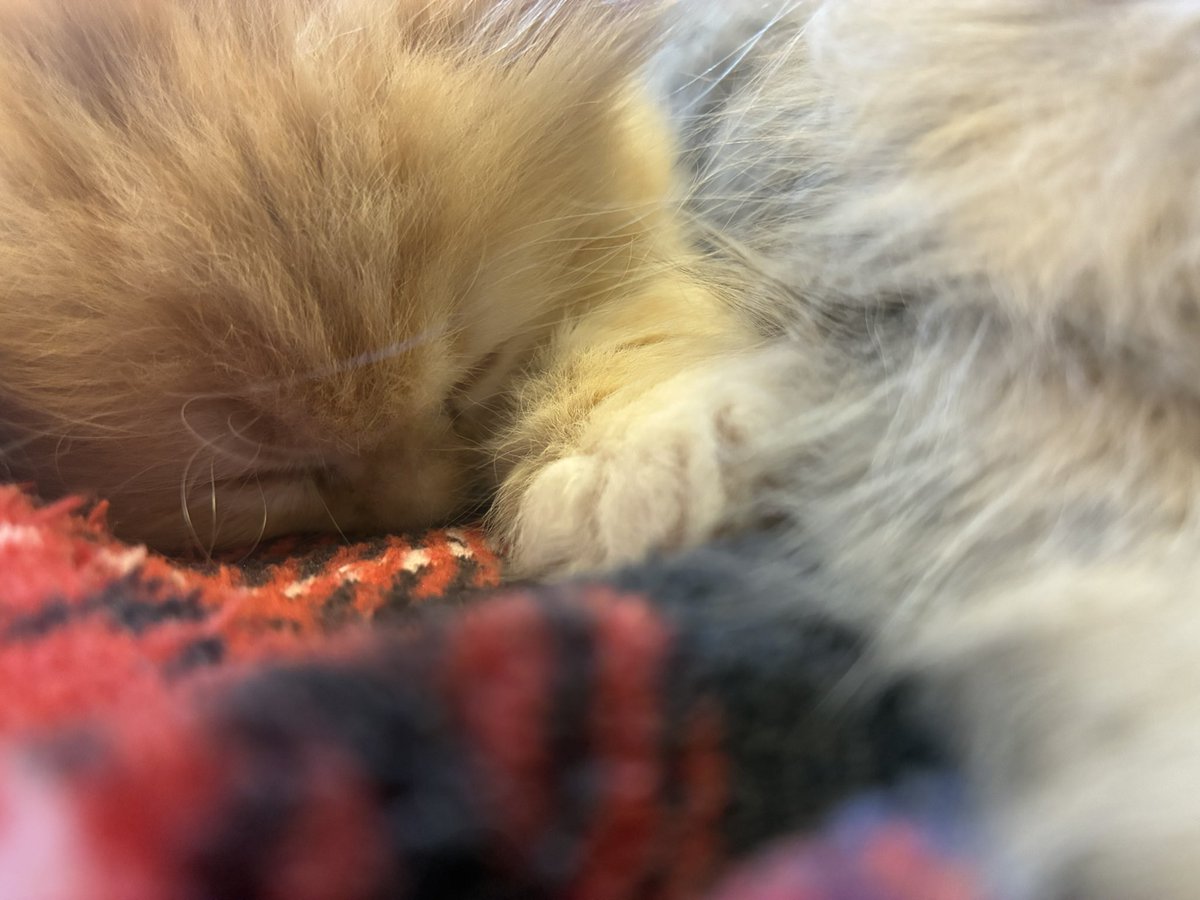 nagomicattery's tweet photo. いい夢見てますか？

 #サイベリアン
 #子猫 https://t.co/JHbiInkOsb