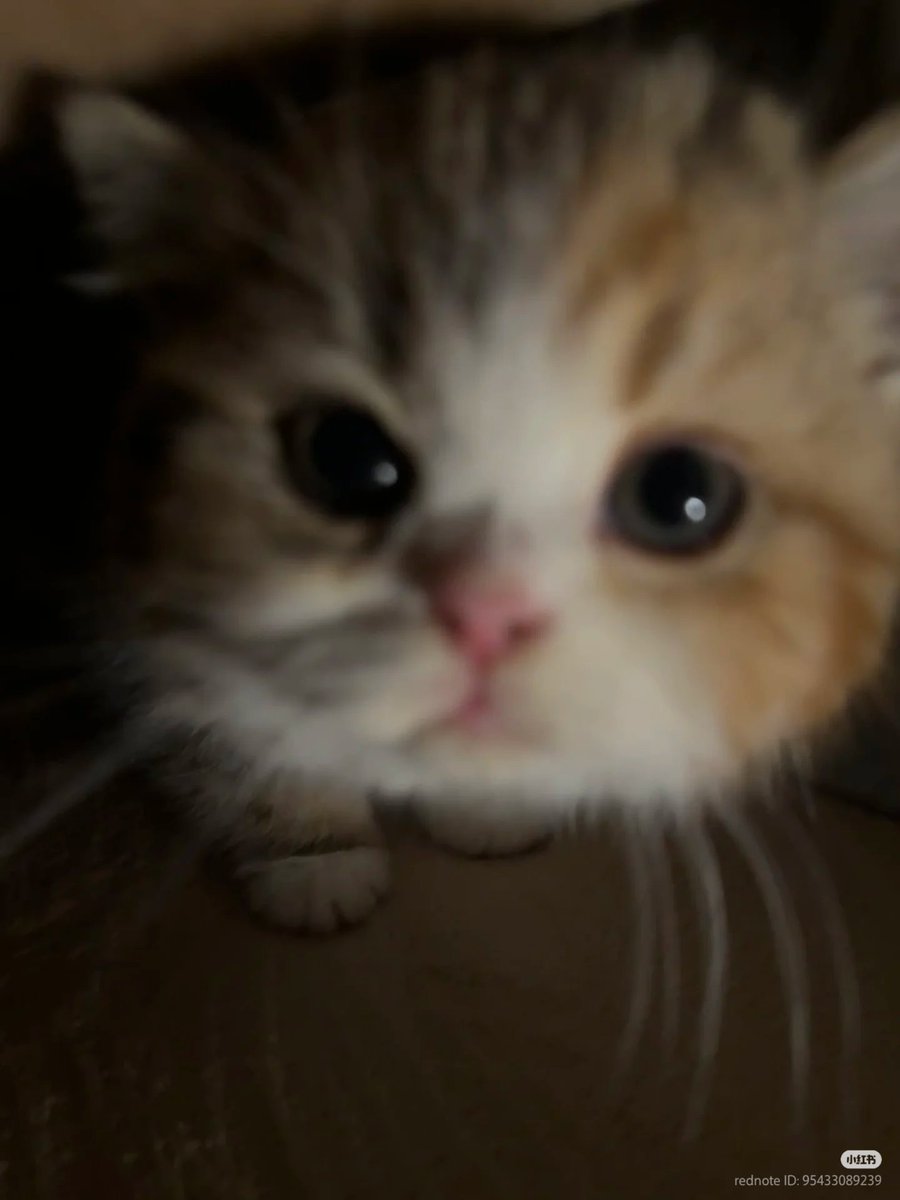 No Context Cats tweet media