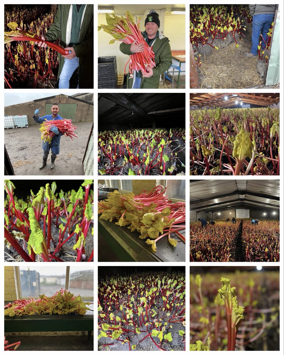 First Choice Produce tweet media