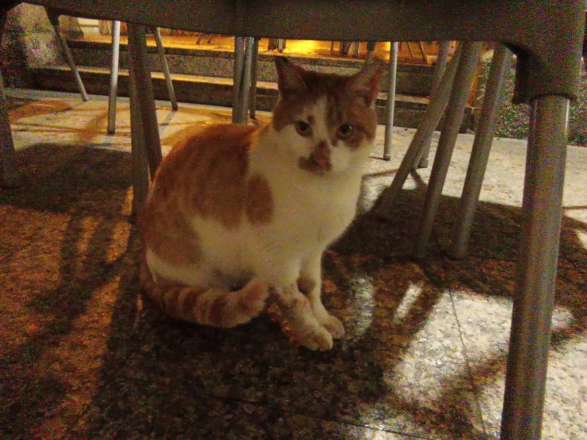 #URGENT Adopció responsable per la Lili! Gata abandonada que mereix una segona oportunitat. És una gata mooolt bona i social.
Si no pots adoptar ajuda'ns compartint🙏🏻❤️
WhatsApp 611262013📲
Està a #Balaguer #XarxaCatalunyaAdopcions #AdoptaUnGat #ADOPTA #XarxaBarcelonaAdopcions