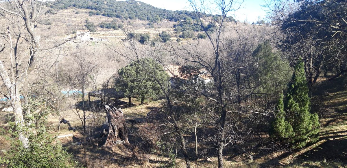 benassalencant's tweet photo. Hui vos compartim algunes imatges del nostre preciós Rivet de Benassal. Un bosc ple de vida, encara que siga hivern. Voleu passejar per ell? Vingueu a Benassal!
#Benassal #elrivet #paratgedelrivet https://t.co/nrnUjQ6vpx