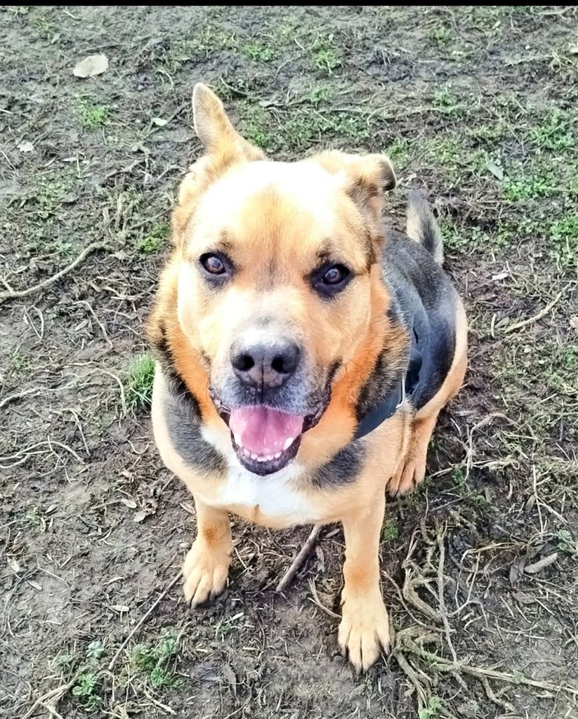 #XarxaCatalunyaAdopcions

Tot un guaperes en #adopcio

#Toby es encantador , obedient. de mida mitjana, 7 anyets només.
Es un amor.

Xipat, desparasitat, vacunat i esterilitzat.
📩 Cte : <a href="/OsonaProtectora/">Protectora d'Animals d'Osona</a>