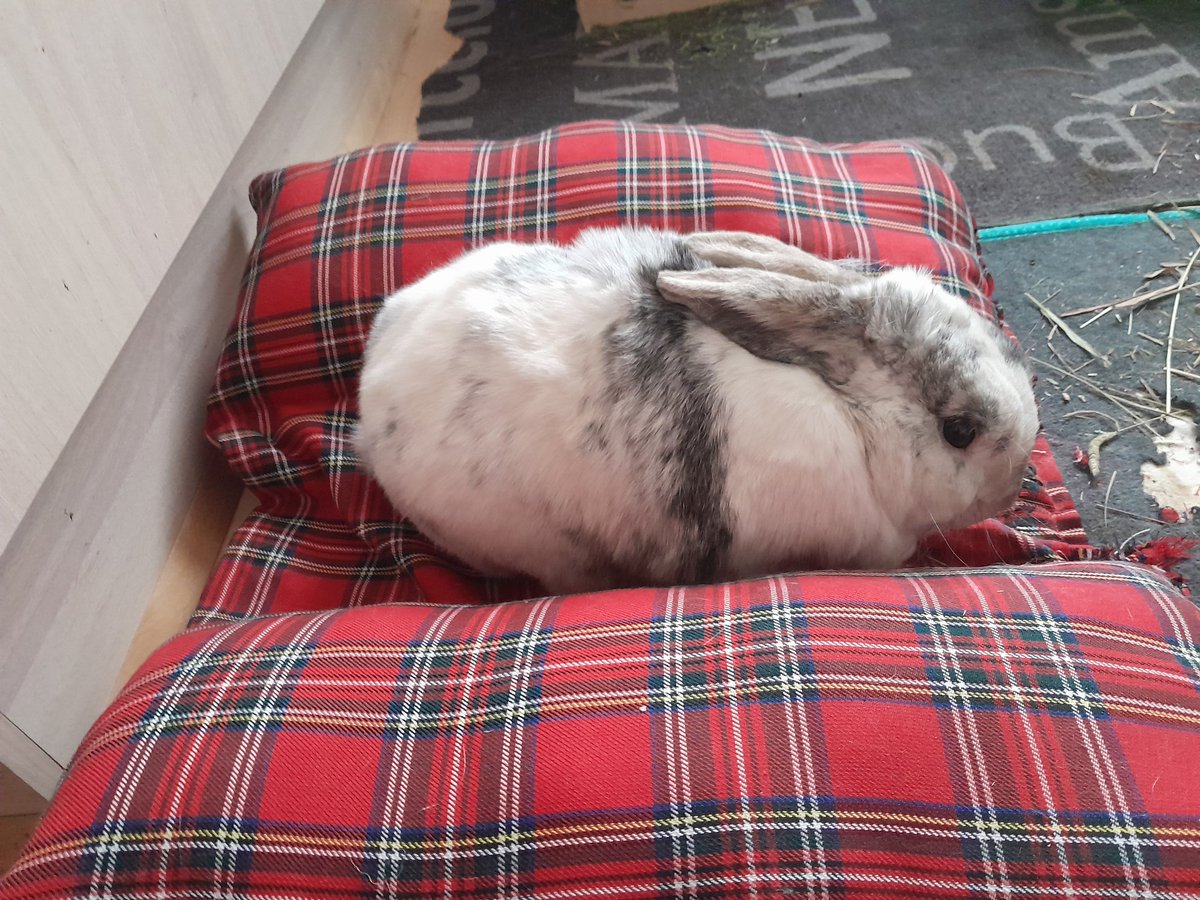 This is a photo of a bunny who just had 30 kisses at least and in a row. Could someone please send my hoom back to work now. I have provided her with a lot in the past 3 days. I am too lovable, apparently