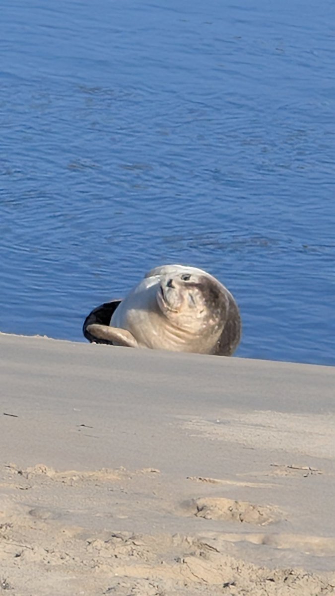 Instagrammable zeehond in Katwijk #stommensenweekend #vrienden #relaxweekend